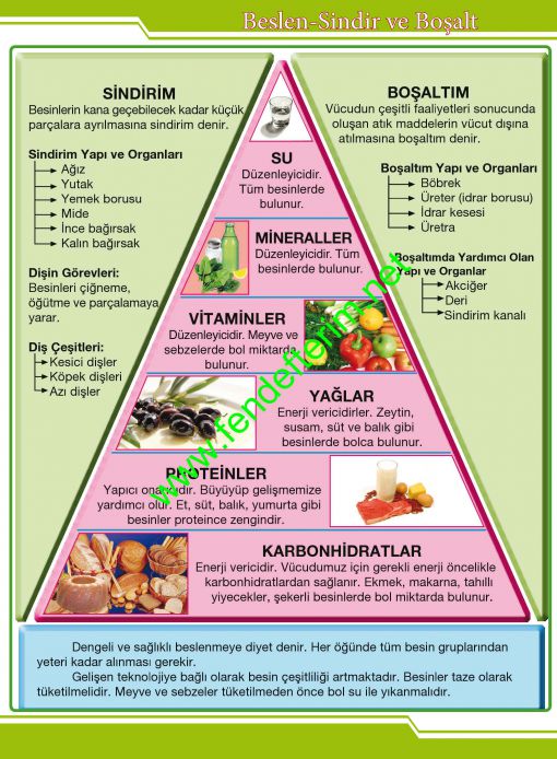 Fen ve Teknoloji Sokağı-Besin piramidi özet