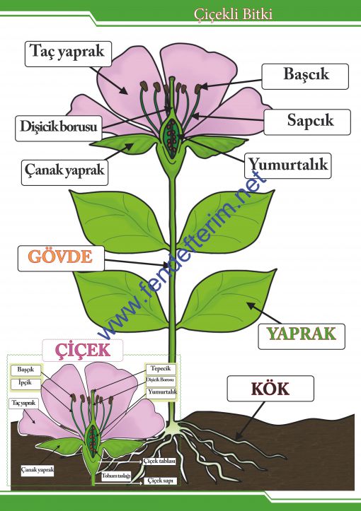  Çiçekli Bitki ve Çiçek- Fen Bilimleri Sokağı