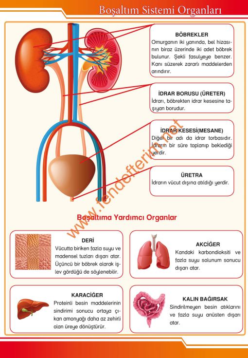  Fen ve Teknoloji Sokağı-Boşaltım Sistemi